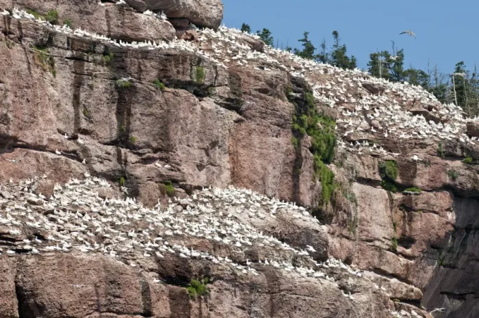 Framed Print : Northern gannet colony, Ile Bonaventure offshore of Perce, Quebec, Canada, North America Framed Print : Northern gannet colony, Ile Bonaventure offshore of Perce, Quebec, Canada, North America