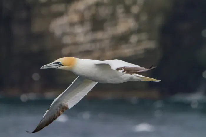 Framed Print : Northern gannet (Morus bassanas), on the wing at the cliffs of Noss, Shetland Islands, Scotland, United Kingdom Framed Print : Northern gannet (Morus bassanas), on the wing at the cliffs of Noss, Shetland Islands, Scotland, United Kingdom