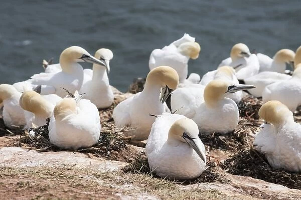 Northern gannet (Morus bassanus) colony, Heligoland, small German archipelago in the North Sea, Germany, Europe
