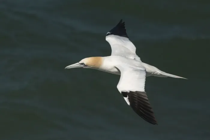 Framed Print : Northern gannet (Sula bassana) in flight, United Kingdom, Europe Framed Print : Northern gannet (Sula bassana) in flight, United Kingdom, Europe