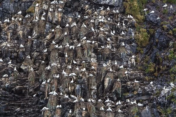 Northern gannets (Morus bassanus) on breeding colony site at Runde Island, Norway, Scandinavia, Europe