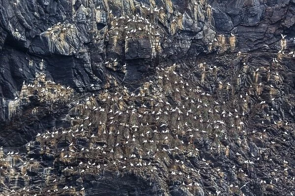 Northern gannets (Morus bassanus) on breeding colony site at Runde Island, Norway, Scandinavia, Europe