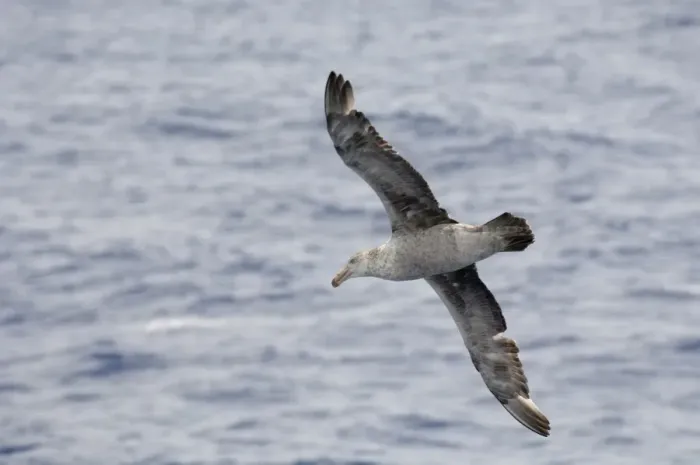 Framed Print : Northern giant petrel (Macronectes halli), Drake Passage, Chile, South America Framed Print : Northern giant petrel (Macronectes halli), Drake Passage, Chile, South America