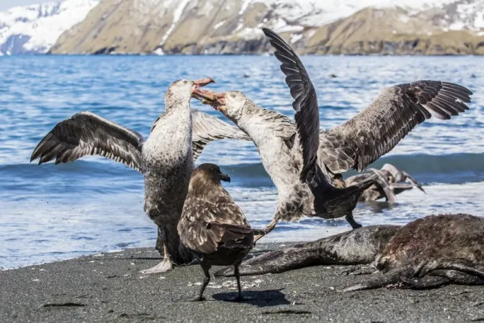 Framed Print : Northern giant petrel (Macronectes halli) fighting over dead fur seal carcass, Gold Harbour, South Georgia, South Atlantic Ocean, Polar Regions Framed Print : Northern giant petrel (Macronectes halli) fighting over dead fur seal carcass, Gold Harbour, South Georgia, South Atlantic Ocean, Polar Regions