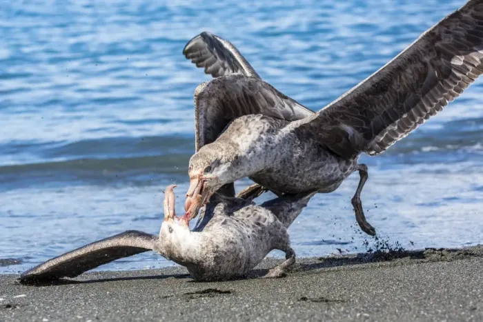 Framed Print : Northern giant petrel (Macronectes halli) fighting over dead fur seal carcass, Gold Harbour, South Georgia, South Atlantic Ocean, Polar Regions Framed Print : Northern giant petrel (Macronectes halli) fighting over dead fur seal carcass, Gold Harbour, South Georgia, South Atlantic Ocean, Polar Regions