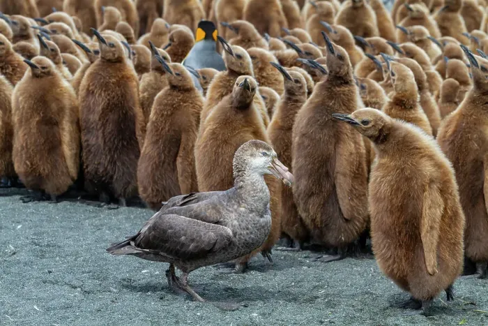 Framed Print : Northern giant petrel (Macronectes halli) amongst king penguin chicks at Gold Harbour, South Georgia, Southern Ocean, Polar Regions Framed Print : Northern giant petrel (Macronectes halli) amongst king penguin chicks at Gold Harbour, South Georgia, Southern Ocean, Polar Regions