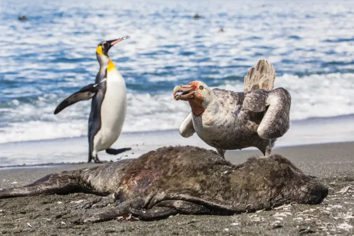 Framed Print : Northern giant petrel (Macronectes halli) posturing over dead fur seal carcass, Gold Harbour, South Georgia, South Atlantic Ocean, Polar Regions Framed Print : Northern giant petrel (Macronectes halli) posturing over dead fur seal carcass, Gold Harbour, South Georgia, South Atlantic Ocean, Polar Regions