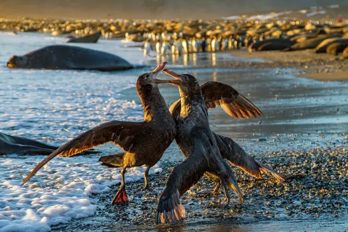 Framed Print : Northern giant petrels (Macronectes halli) fighting over the scavenging rights to a dead fur seal pup at St. Andrews Bay, South Georgia Framed Print : Northern giant petrels (Macronectes halli) fighting over the scavenging rights to a dead fur seal pup at St. Andrews Bay, South Georgia