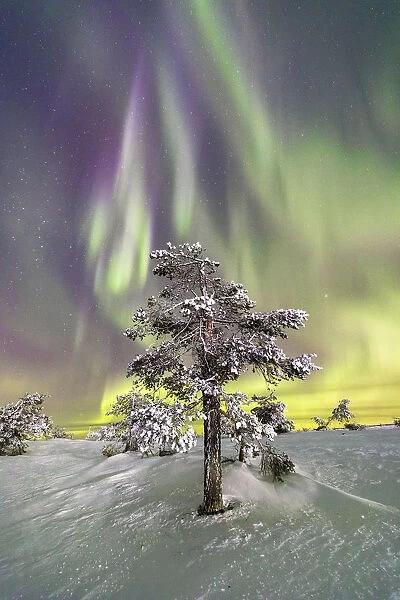 Northern Lights (Aurora Borealis) and starry sky on the frozen tree in the snowy woods