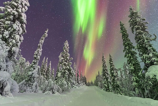 Northern Lights (Aurora Borealis) dancing in the starry night sky above the frozen forest, Tjautjas, Gallivare municipality, Norrbotten county, Swedish Lapland, Sweden, Scandinavia, Europe
