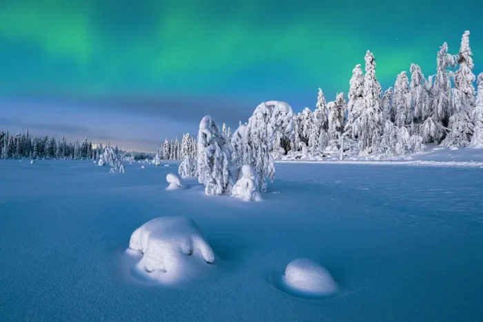 Framed Print : Northern Lights (Aurora Borealis) over frozen spruce trees covered with snow at dusk, Lapland, Finland, Europe Framed Print : Northern Lights (Aurora Borealis) over frozen spruce trees covered with snow at dusk, Lapland, Finland, Europe
