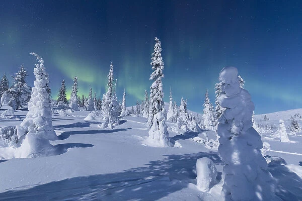 Northern Lights (Aurora Borealis) above the snowy woods, Pallas-Yllastunturi National Park