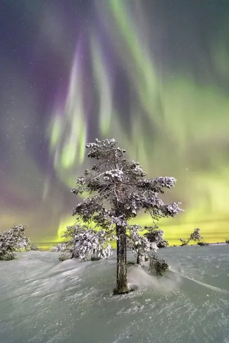 Framed Print : Northern Lights (Aurora Borealis) and starry sky on the frozen tree in the snowy woods Framed Print : Northern Lights (Aurora Borealis) and starry sky on the frozen tree in the snowy woods