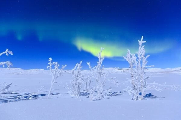 Northern lights turn green the night sky lit by the full moon, Riskgransen, Norbottens Ian