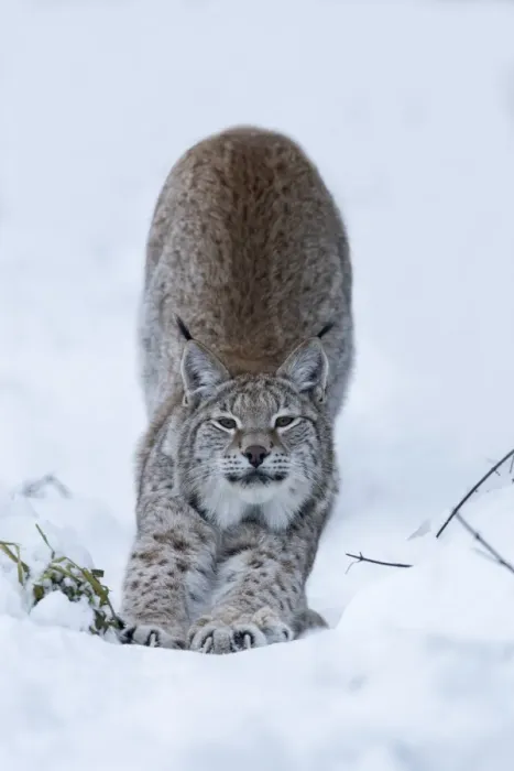 Framed Print : Northern lynx (Lynx lynx lynx), captive, Highland Wildlife Park, Kingussie, Scotland