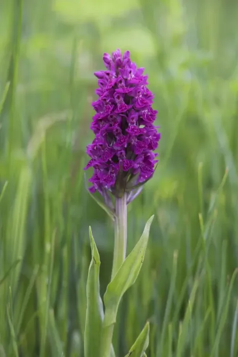 Framed Print : Northern marsh orchid (Dactylorhiza purpurella) Framed Print : Northern marsh orchid (Dactylorhiza purpurella)
