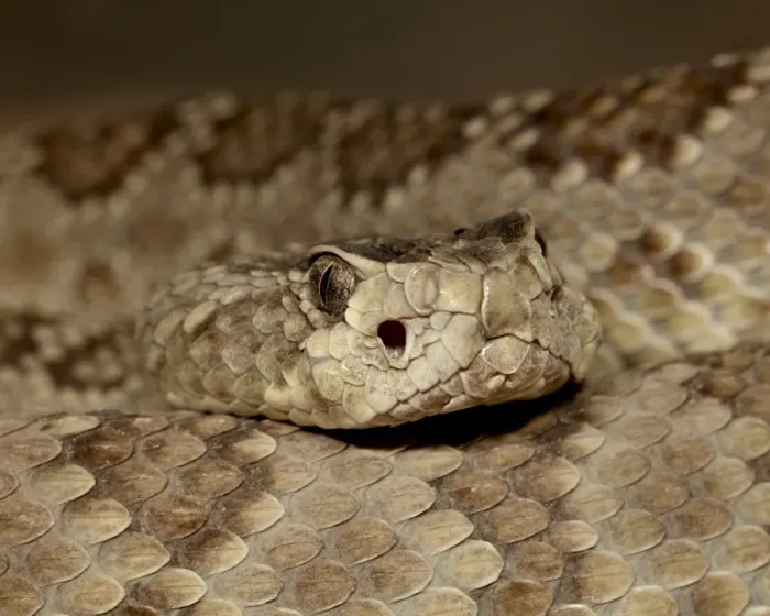 Framed Print : Northern Mojave Rattlesnake (Crotalus scutulatus scutulatus) in captivity Framed Print : Northern Mojave Rattlesnake (Crotalus scutulatus scutulatus) in captivity