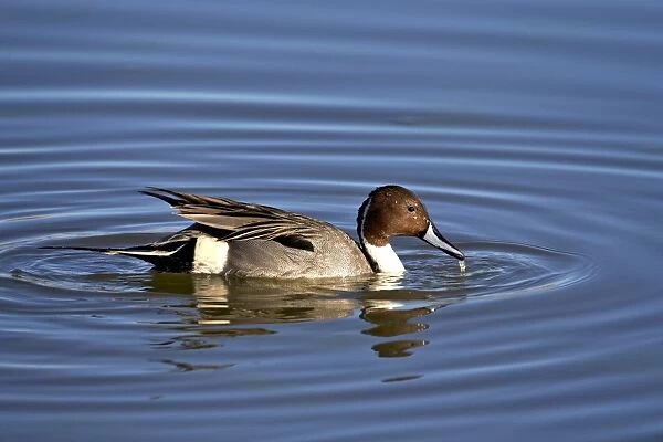 Northern pintail (Anas acuta) drake, Bosque del Apache National Wildlife Refuge, New Mexico, United States of America, North America