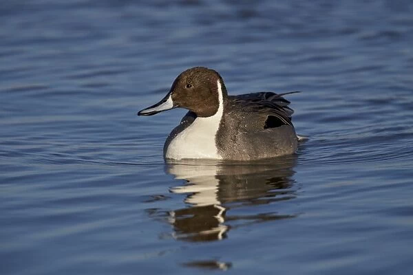 Northern pintail (Anas acuta) male swimming, Bosque del Apache National Wildlife Refuge