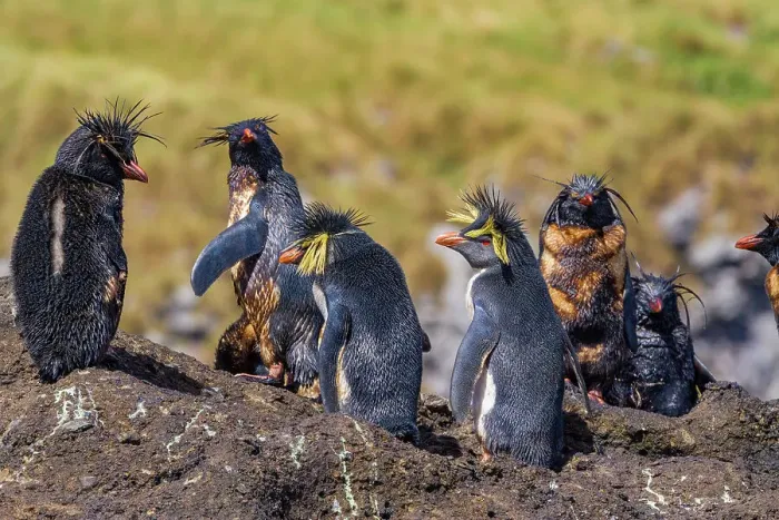 Framed Print : Northern rockhopper penguins (Eudyptes moseleyi) covered in spilled oil from the wreck of the MS Oliva, Nightingale island, Tristan da Cunha Group, South Atlantic Ocean Framed Print : Northern rockhopper penguins (Eudyptes moseleyi) covered in spilled oil from the wreck of the MS Oliva, Nightingale island, Tristan da Cunha Group, South Atlantic Ocean