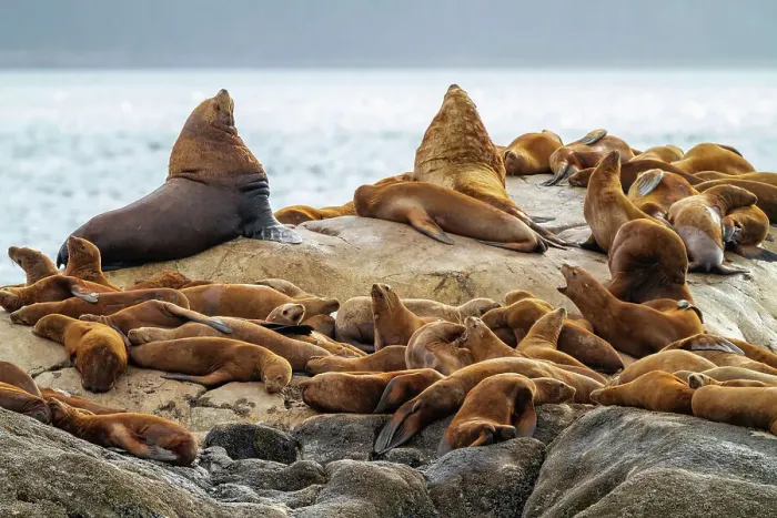 Framed Print : Northern sea lions (Eumetopias jubatus) hauled out on South Marble Island in Glacier Bay National Park, UNESCO World Heritage Site, Alaska, United States of America, North America Framed Print : Northern sea lions (Eumetopias jubatus) hauled out on South Marble Island in Glacier Bay National Park, UNESCO World Heritage Site, Alaska, United States of America, North America