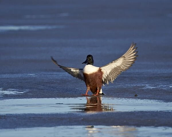 Northern shoveler (Anas clypeata) male landing on a frozen pond in the winter, Bosque