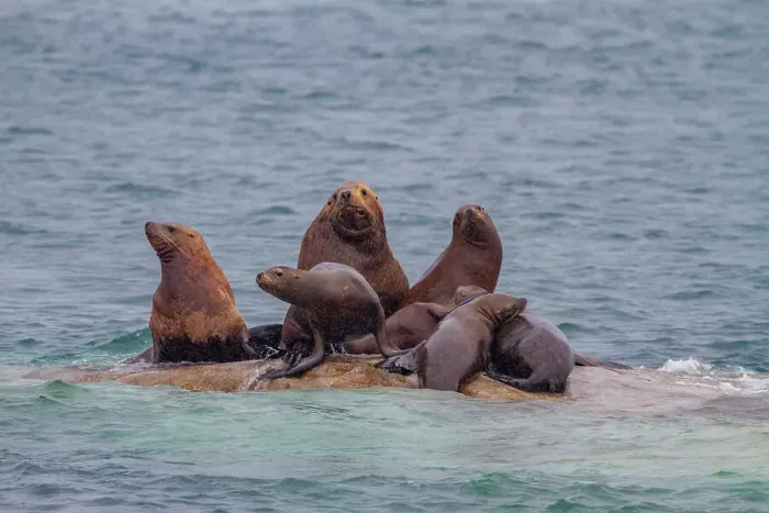 Framed Print : Northern (Steller) sea lions (Eumetopias jubatus) hauled out at South Marble Island in Glacier Bay National Park, UNESCO World Heritage Site, Alaska, United States of America, North America Framed Print : Northern (Steller) sea lions (Eumetopias jubatus) hauled out at South Marble Island in Glacier Bay National Park, UNESCO World Heritage Site, Alaska, United States of America, North America
