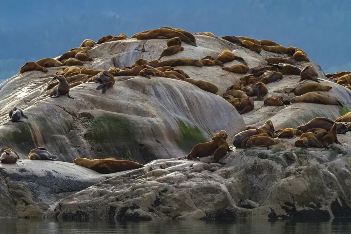 Framed Print : Northern (Steller) sea lions, (Eumetopias jubatus), hauled out on South Marble Island, Glacier Bay National Park, Alaska, United States of America