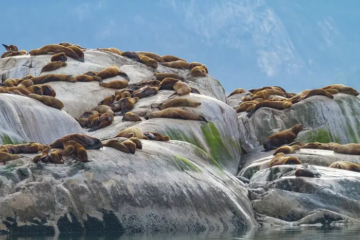 Framed Print : Northern (Steller) sea lions, (Eumetopias jubatus), hauled out on South Marble Island, Glacier Bay National Park, Alaska, United States of America Framed Print : Northern (Steller) sea lions, (Eumetopias jubatus), hauled out on South Marble Island, Glacier Bay National Park, Alaska, United States of America