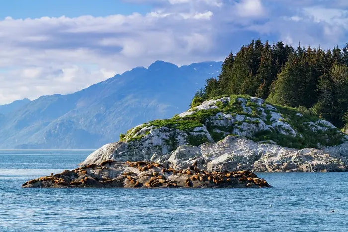 Framed Print : Northern (Steller) sea lions, (Eumetopias jubatus), hauled out on South Marble Island, Glacier Bay National Park, Alaska, United States of America