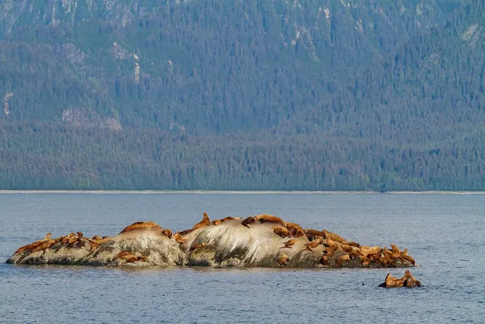 Framed Print : Northern (Steller) sea lions, (Eumetopias jubatus), hauled out on South Marble Island, Glacier Bay National Park, Alaska, United States of America Framed Print : Northern (Steller) sea lions, (Eumetopias jubatus), hauled out on South Marble Island, Glacier Bay National Park, Alaska, United States of America