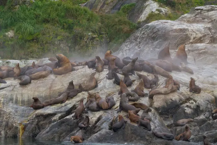 Framed Print : Northern (Steller) sea lions (Eumetopias jubatus) hauled out on South Marble Island, Glacier Bay National Park, Alaska, United States of America Framed Print : Northern (Steller) sea lions (Eumetopias jubatus) hauled out on South Marble Island, Glacier Bay National Park, Alaska, United States of America