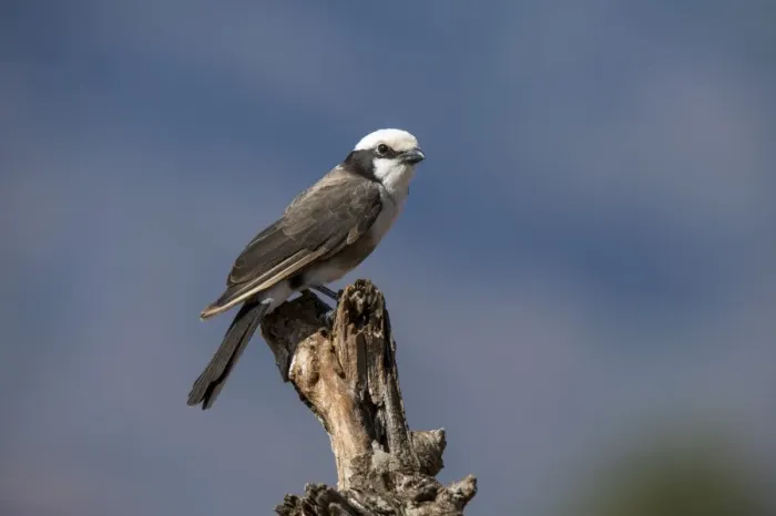Framed Print : A northern white-crowned shrike (Eurocephalus rueppelli), perching, Tsavo, Kenya Framed Print : A northern white-crowned shrike (Eurocephalus rueppelli), perching, Tsavo, Kenya
