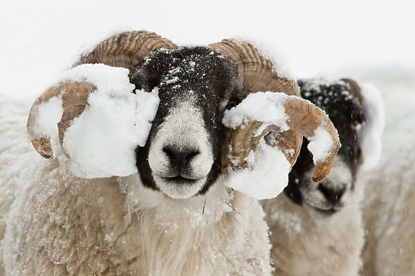 Northumberland blackface sheep in snow, Tarset, Hexham, Northumberland