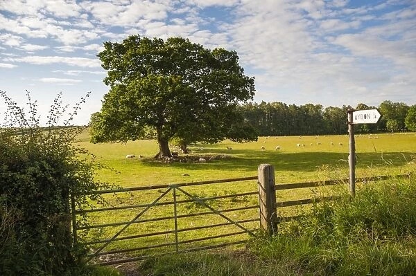 Northumberland National Park, near Haydon, Northumberland, England, United Kingdom, Europe