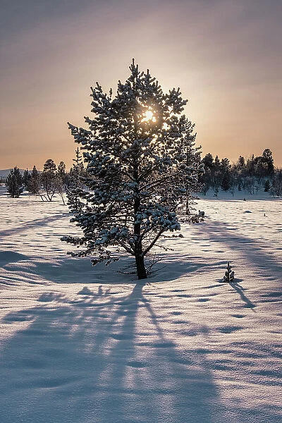 Norwegian Pine Tree high on the Finnmark Plateau in snow backlit by the sun at sunset in winter, Finnmark Plateau, Arctic Circle, Norway, Scandinavia, Europe
