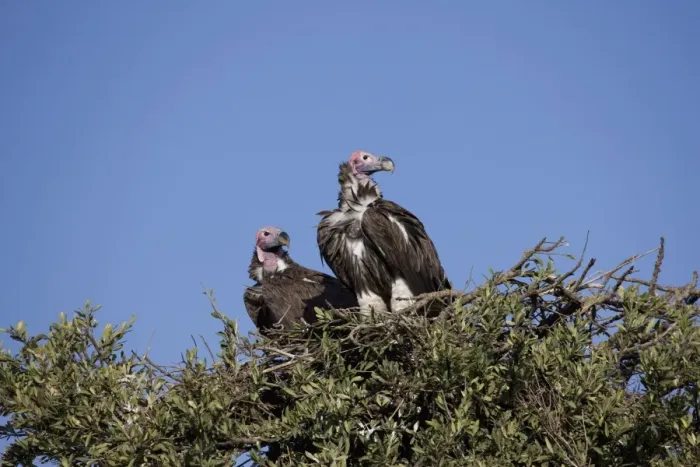 Framed Print : Nubian vultures (Torgos tracheliotus), Masai Mara National Reserve, Kenya, East Africa, Africa Framed Print : Nubian vultures (Torgos tracheliotus), Masai Mara National Reserve, Kenya, East Africa, Africa