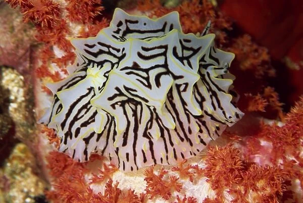 Nudibranch on red soft coral (Dendronephthya), Red Sea, North Africa, Africa