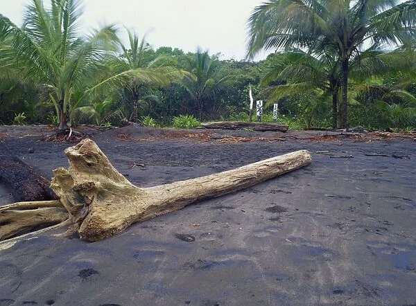 Numbered posts on Tortuguero Beach for marking position of nesting turtles