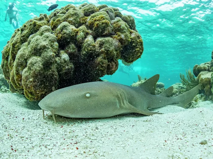 Framed Print : Nurse shark (Ginglymostoma cirratum), on the sand in Hol Chan Marine Preserve, inside the Mesoamerican Barrier Reef, Belize Framed Print : Nurse shark (Ginglymostoma cirratum), on the sand in Hol Chan Marine Preserve, inside the Mesoamerican Barrier Reef, Belize