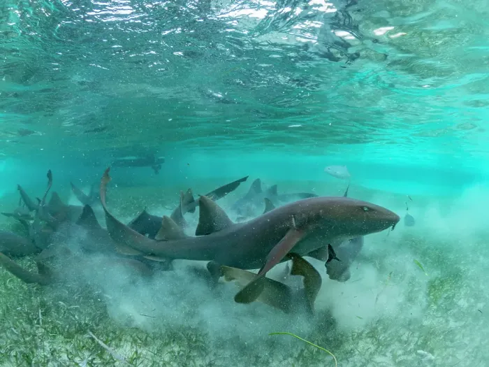 Framed Print : Nurse sharks (Ginglymostoma cirratum), being fed in shark and ray alley, Caye Caulker, Mesoamerican Barrier Reef, Belize Framed Print : Nurse sharks (Ginglymostoma cirratum), being fed in shark and ray alley, Caye Caulker, Mesoamerican Barrier Reef, Belize
