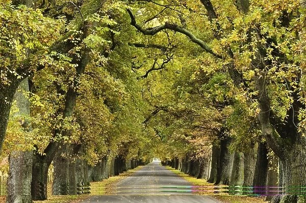 Oak Alley, Ormond Road, Hastings, Hawkes Bay, North Island, New Zealand, Pacific