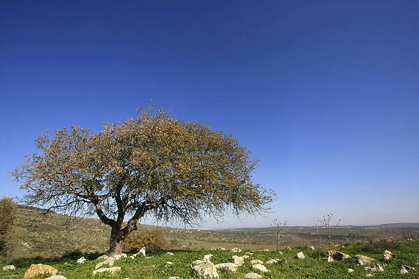 Oak tree by Bet Keshet scenic road, Lower Galilee, Israel, Middle East