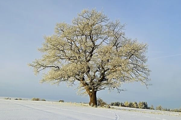 Oak tree with hoar frost, near Villingen-Schwenningen, Schwarzwald-Baar, Baden-Wurttemberg, Germany, Europe