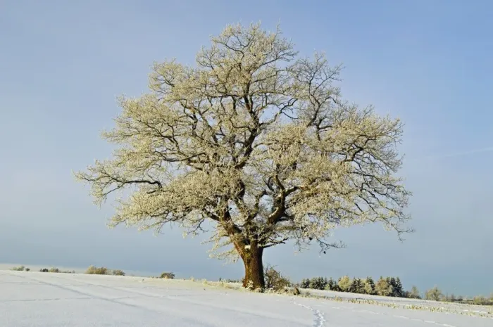Framed Print : Oak tree with hoar frost, near Villingen-Schwenningen, Schwarzwald-Baar, Baden-Wurttemberg, Germany, Europe Framed Print : Oak tree with hoar frost, near Villingen-Schwenningen, Schwarzwald-Baar, Baden-Wurttemberg, Germany, Europe