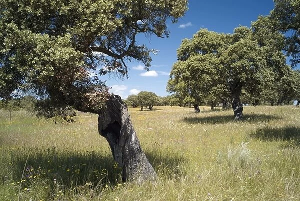 Oak trees of the dehesa near Jaraiceijo, Extremadura, Spain, Europe