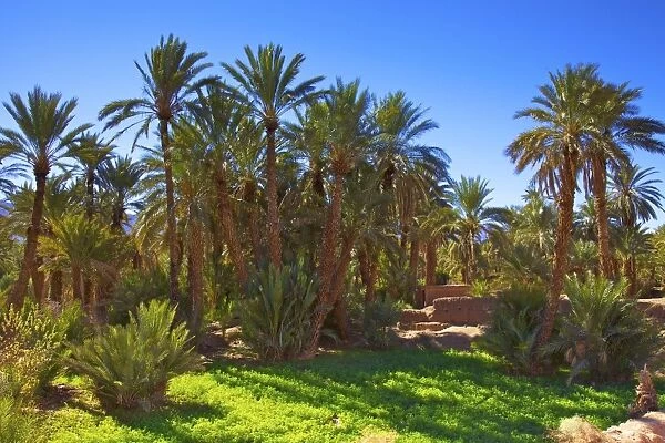 Oasis at Tamnougalt, Morocco, North Africa, Africa