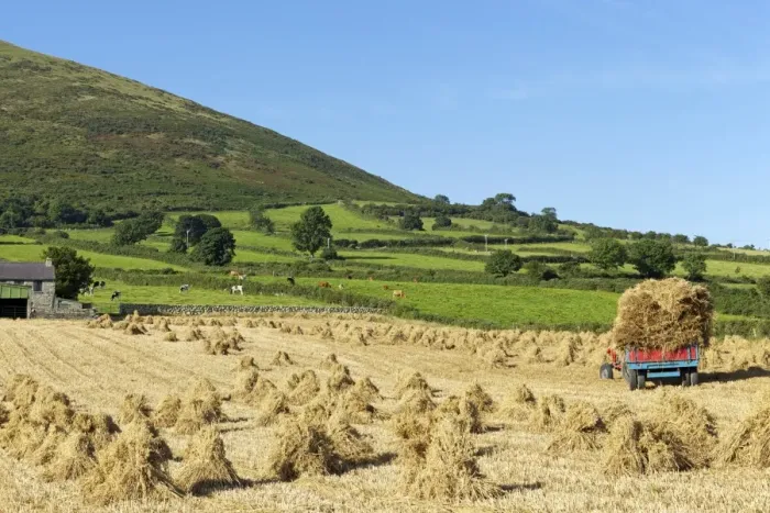 Framed Print : Oat stooks, Knockshee, Mourne Mountains, County Down, Ulster, Northern Ireland, United Kingdom, Europe Framed Print : Oat stooks, Knockshee, Mourne Mountains, County Down, Ulster, Northern Ireland, United Kingdom, Europe