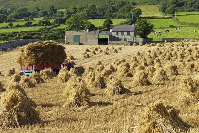Framed Print : Oat stooks, Knockshee, Mourne Mountains, County Down, Ulster, Northern Ireland, United Kingdom, Europe Framed Print : Oat stooks, Knockshee, Mourne Mountains, County Down, Ulster, Northern Ireland, United Kingdom, Europe