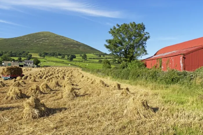 Framed Print : Oat stooks, Knockshee, Mourne Mountains, County Down, Ulster, Northern Ireland, United Kingdom, Europe Framed Print : Oat stooks, Knockshee, Mourne Mountains, County Down, Ulster, Northern Ireland, United Kingdom, Europe